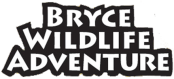 Bryce Wildlife Adventure